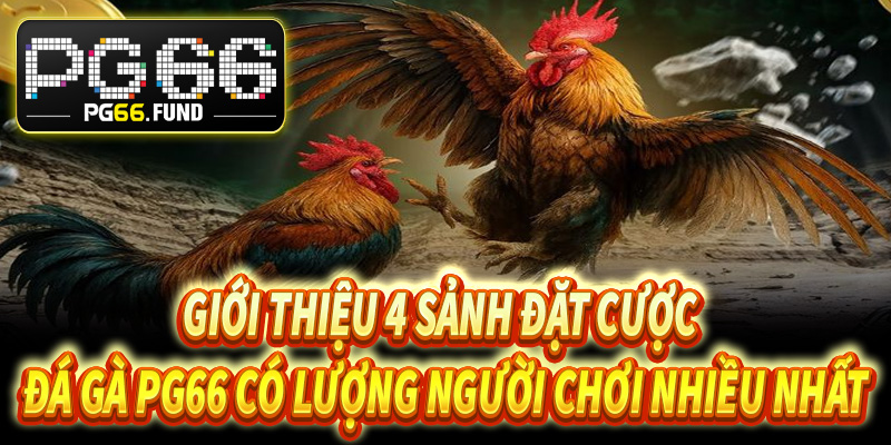 Giới thiệu 4 sảnh đặt cược đá gà PG66 có lượng người chơi nhiều nhất