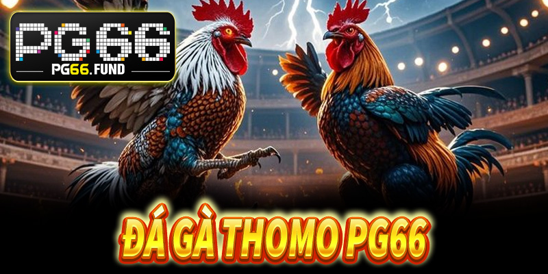 Đá gà Thomo PG66 – Sân chơi đẳng cấp cho dân cá cược 